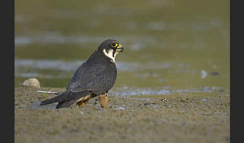 Baumfalke (Falco subbuteo)