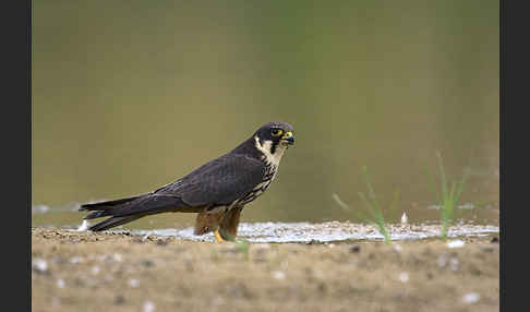 Baumfalke (Falco subbuteo)