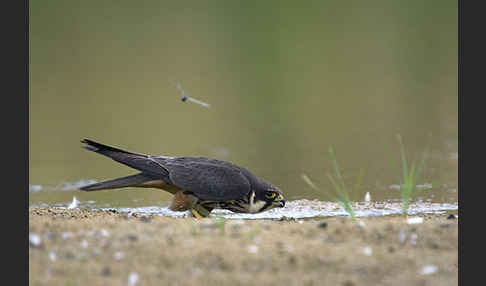 Baumfalke (Falco subbuteo)