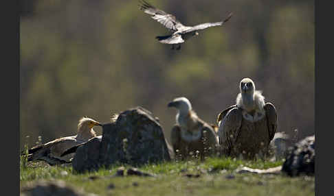 Gänsegeier (Gyps fulvus)