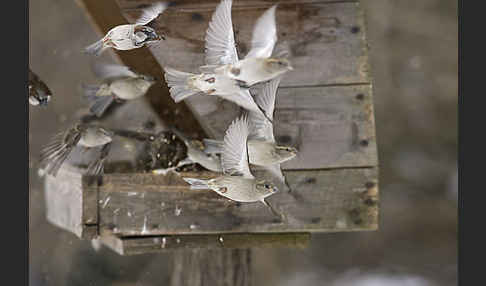 Haussperling (Passer domesticus)