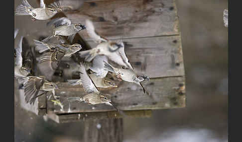 Haussperling (Passer domesticus)