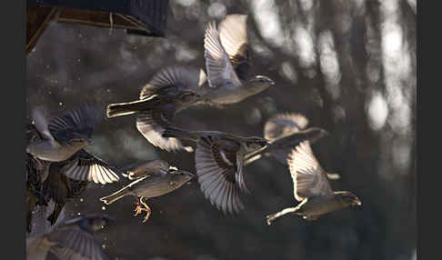 Haussperling (Passer domesticus)