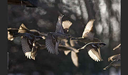 Haussperling (Passer domesticus)