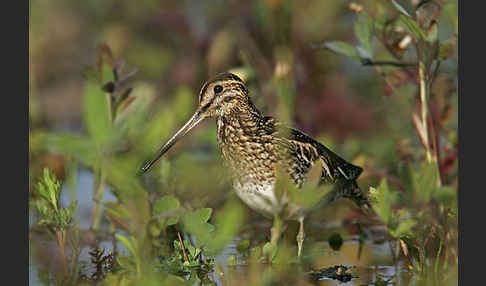 Bekassine (Gallinago gallinago)