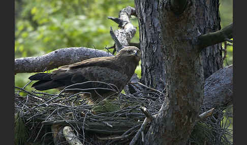 Schreiadler (Aquila pomarina)