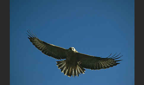 Mäusebussard (Buteo buteo)