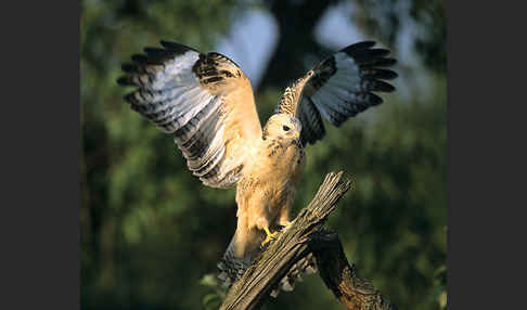 Mäusebussard (Buteo buteo)