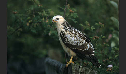 Mäusebussard (Buteo buteo)