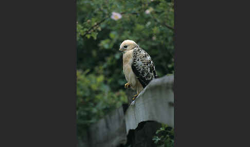 Mäusebussard (Buteo buteo)