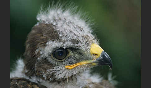 Mäusebussard (Buteo buteo)