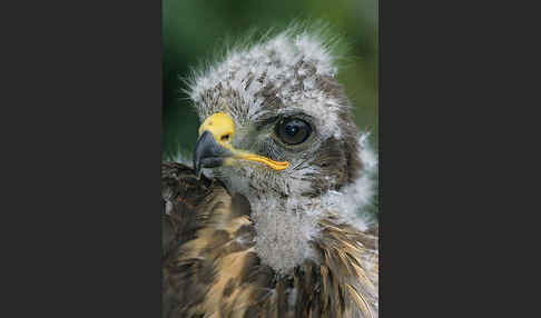 Mäusebussard (Buteo buteo)