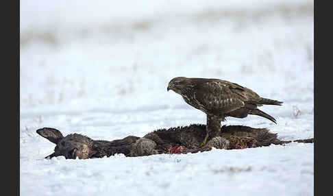 Mäusebussard (Buteo buteo)