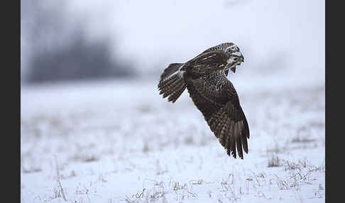 Mäusebussard (Buteo buteo)