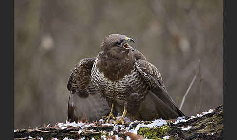 Mäusebussard (Buteo buteo)