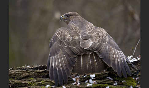 Mäusebussard (Buteo buteo)