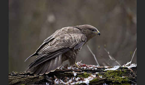 Mäusebussard (Buteo buteo)