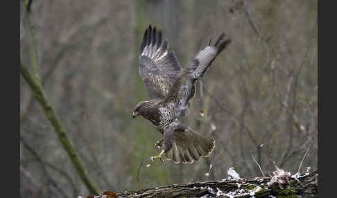 Mäusebussard (Buteo buteo)