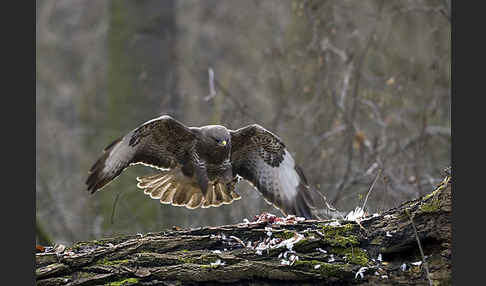 Mäusebussard (Buteo buteo)