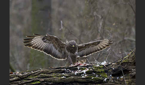 Mäusebussard (Buteo buteo)