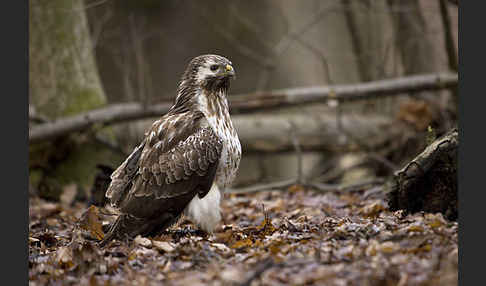 Mäusebussard (Buteo buteo)