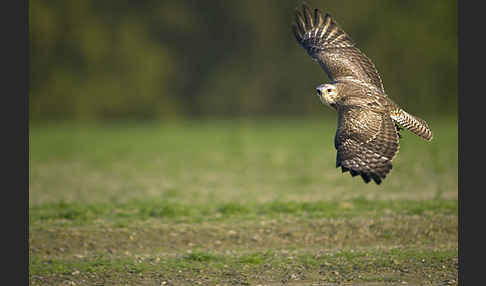 Mäusebussard (Buteo buteo)