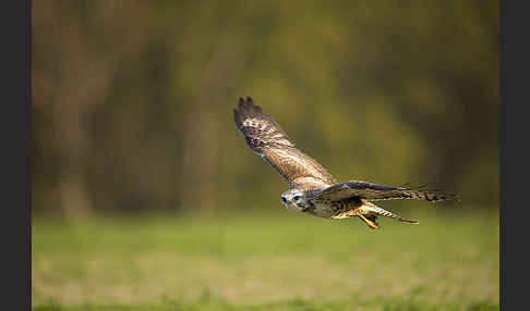 Mäusebussard (Buteo buteo)