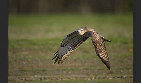 Mäusebussard (Buteo buteo)