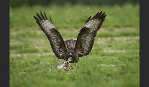 Mäusebussard (Buteo buteo)