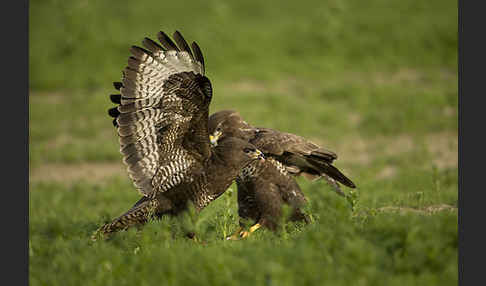 Mäusebussard (Buteo buteo)