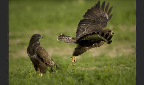 Mäusebussard (Buteo buteo)