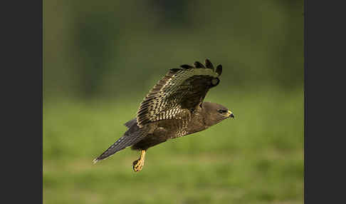 Mäusebussard (Buteo buteo)