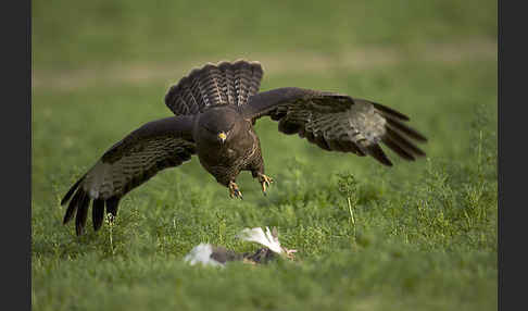 Mäusebussard (Buteo buteo)