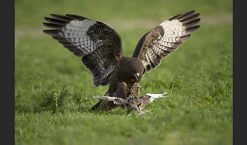 Mäusebussard (Buteo buteo)