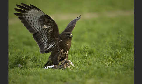 Mäusebussard (Buteo buteo)