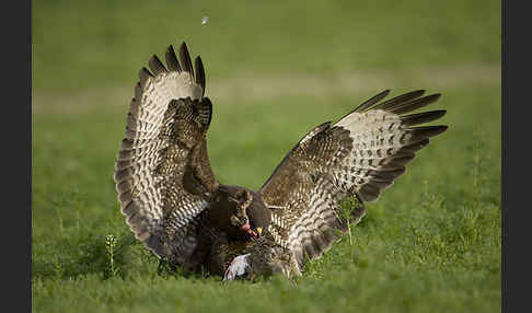 Mäusebussard (Buteo buteo)