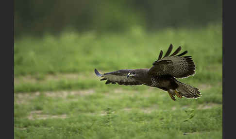 Mäusebussard (Buteo buteo)