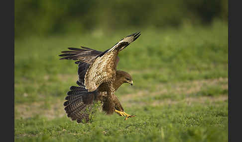 Mäusebussard (Buteo buteo)