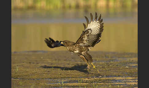 Mäusebussard (Buteo buteo)