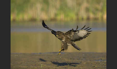 Mäusebussard (Buteo buteo)