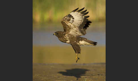 Mäusebussard (Buteo buteo)