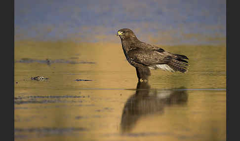 Mäusebussard (Buteo buteo)