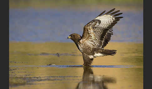 Mäusebussard (Buteo buteo)