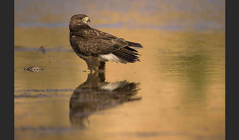 Mäusebussard (Buteo buteo)