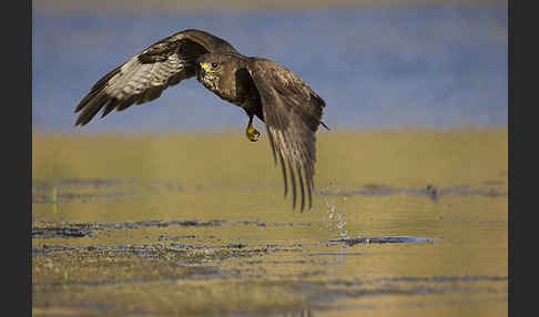 Mäusebussard (Buteo buteo)