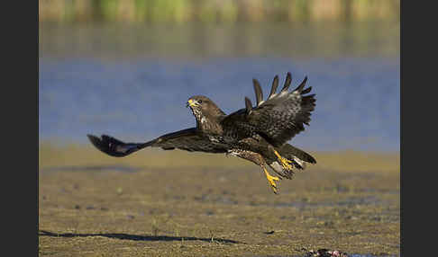 Mäusebussard (Buteo buteo)