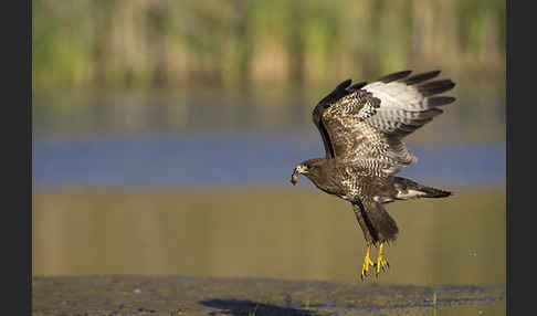 Mäusebussard (Buteo buteo)