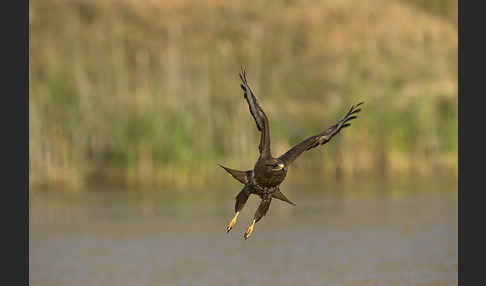 Mäusebussard (Buteo buteo)