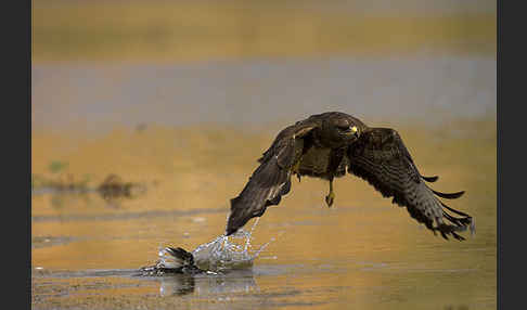 Mäusebussard (Buteo buteo)