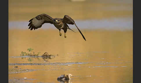 Mäusebussard (Buteo buteo)